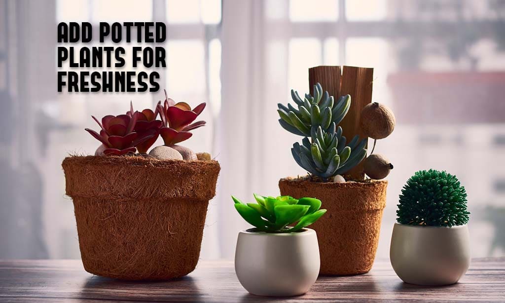 Add Potted Plants for Freshness