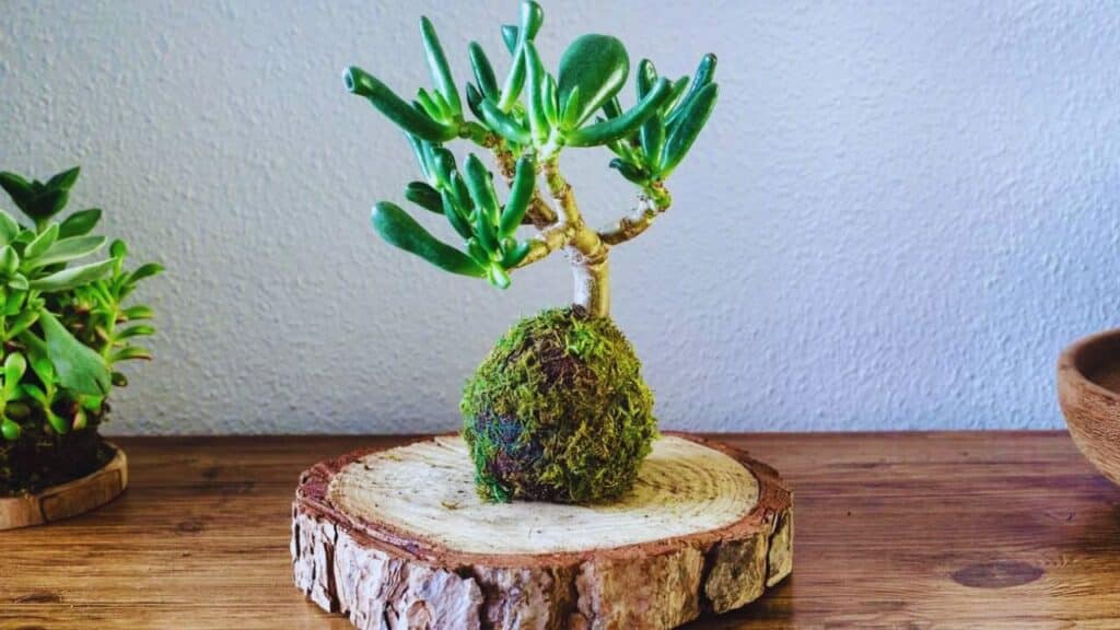 Jade Plant (Crassula Ovata)