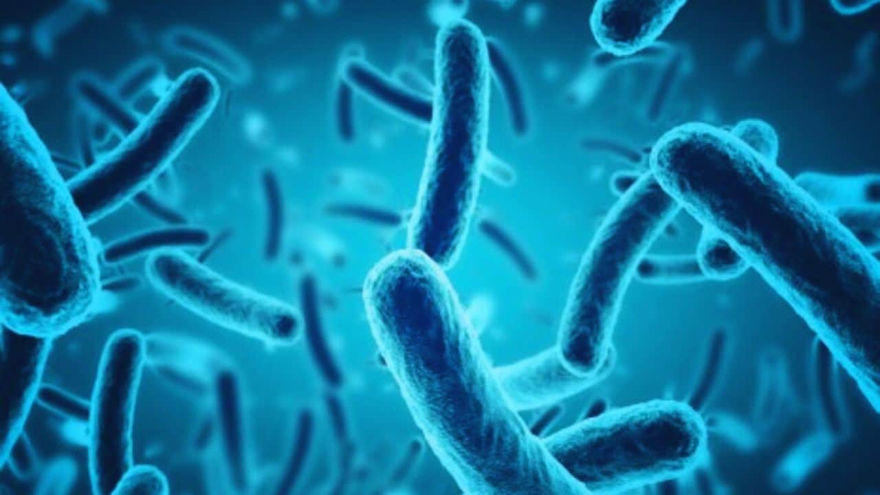 Japan Record Increase in STSS Cases