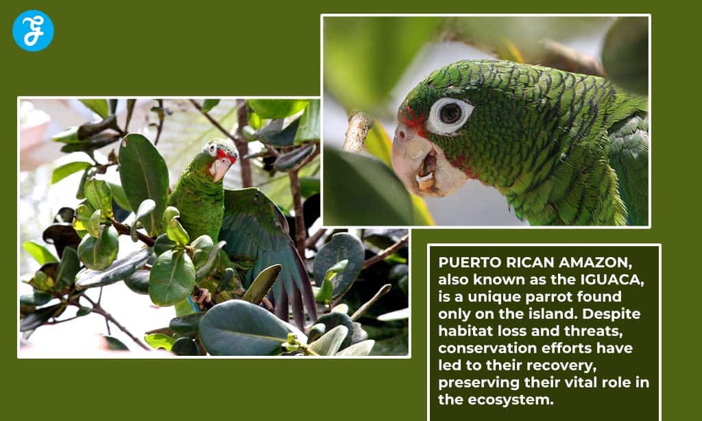 The island has its own endemic parrot, the Puerto Rican Amazon, once near-extinction