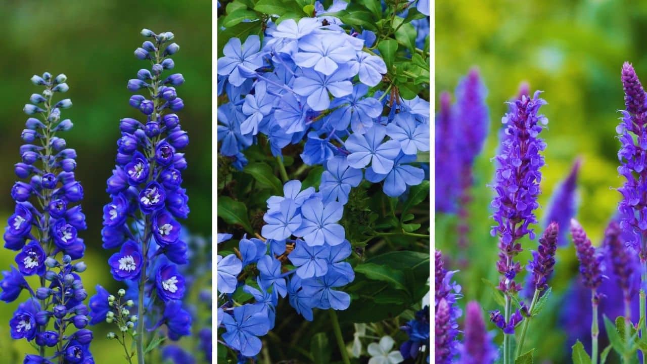 Blue Plants