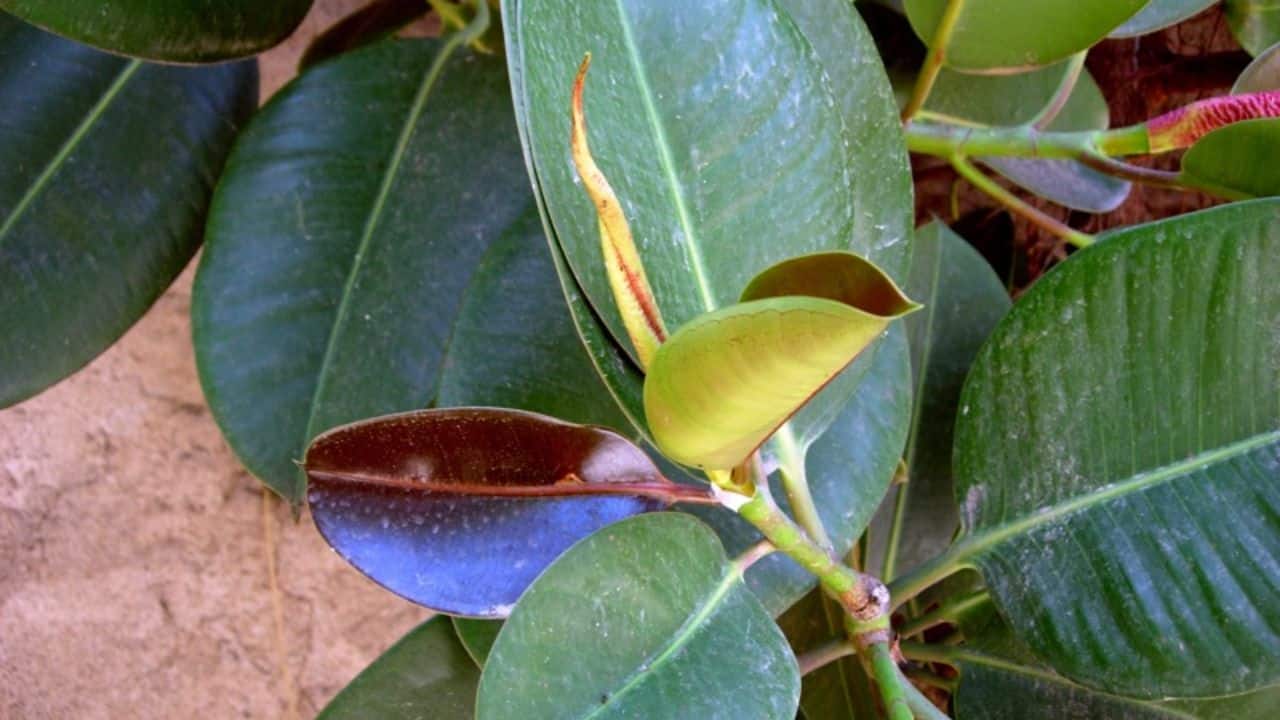 Rubber Plant
