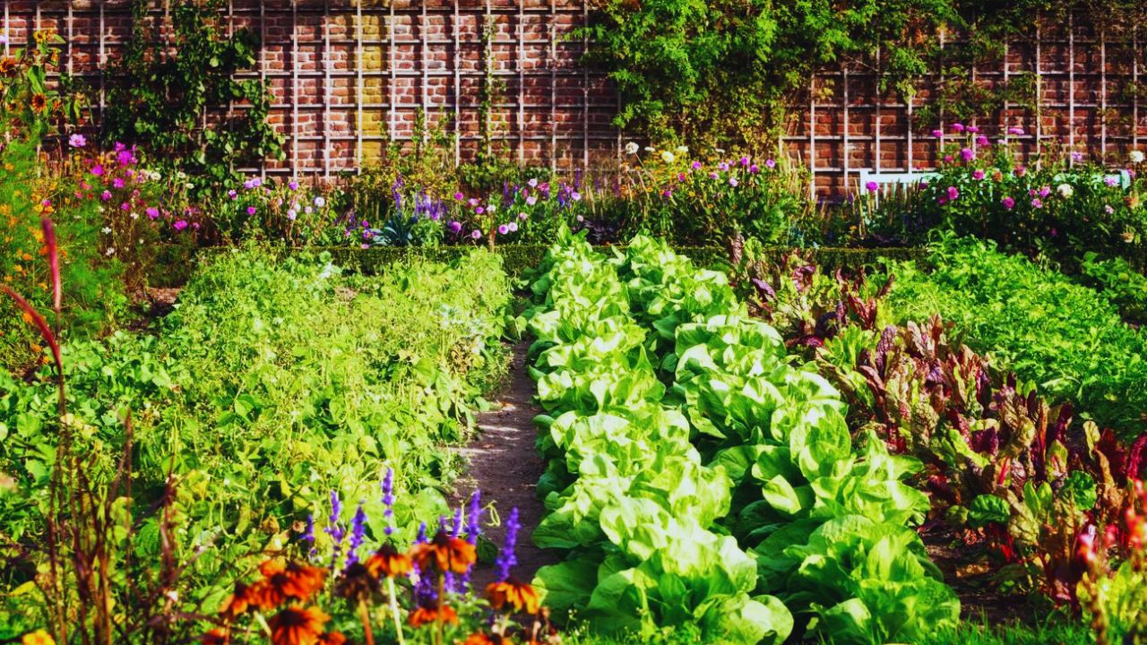 Vegetable Gardening Tips