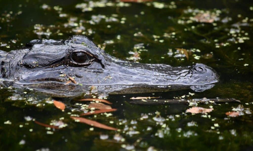 Alligators in the Sewers