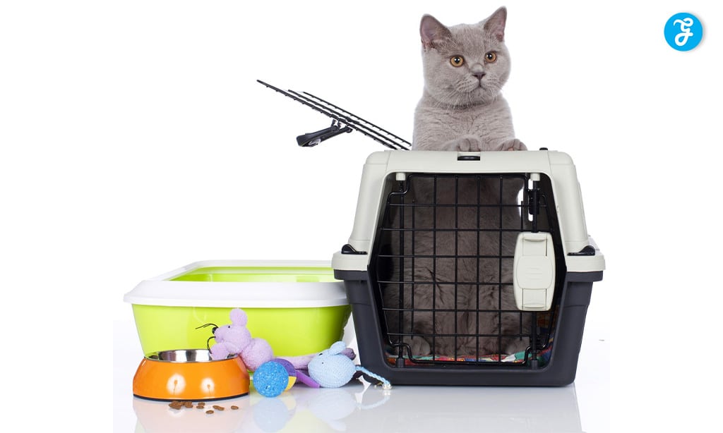 Gray cat in a pet carrier with essentials like a litter box, food bowl, and toys.