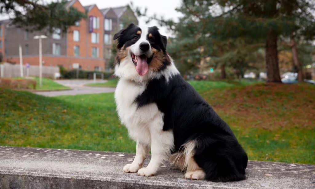 Border Collie