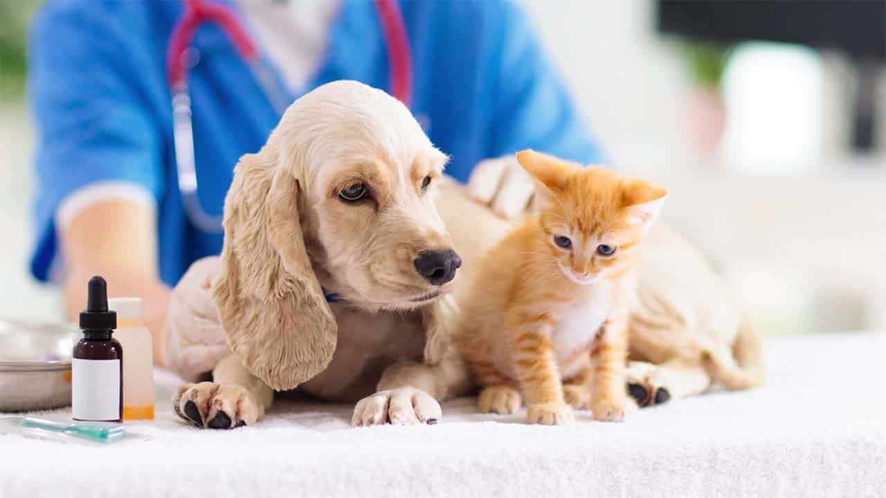 Canine Distemper 