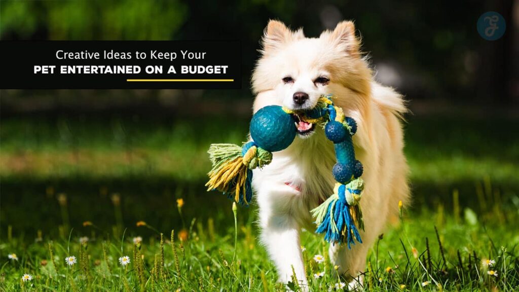 DIY Pet Toys