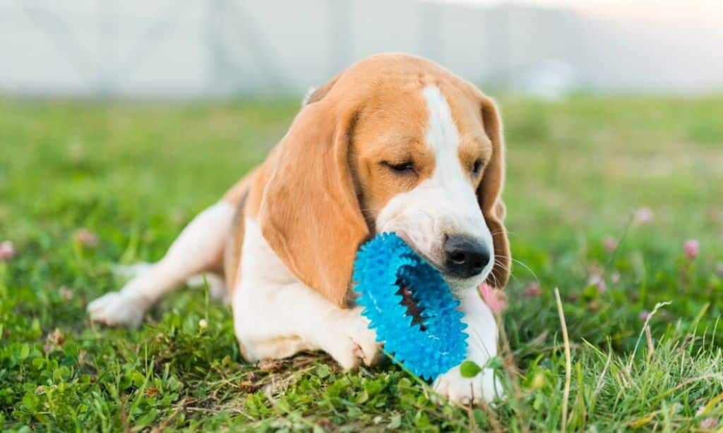 Pet Toys