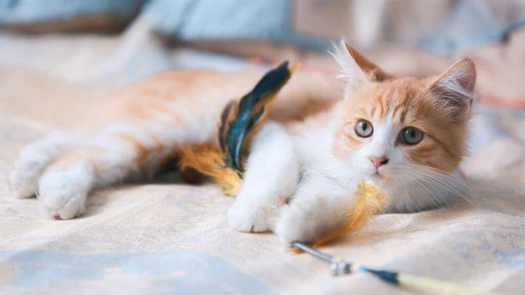 Playful kitten with feather toy on a cozy bed