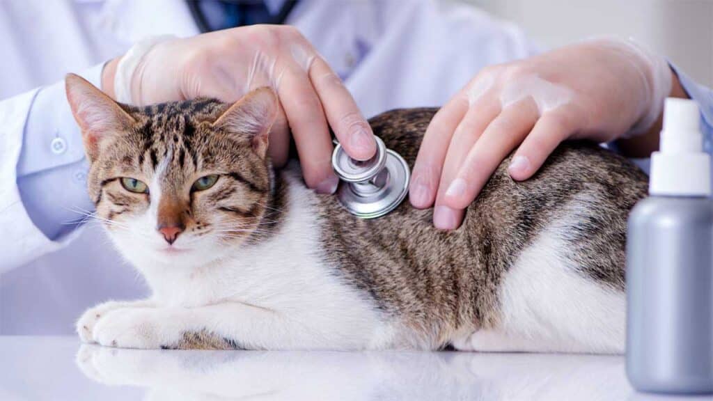 Essential Pet First Aid