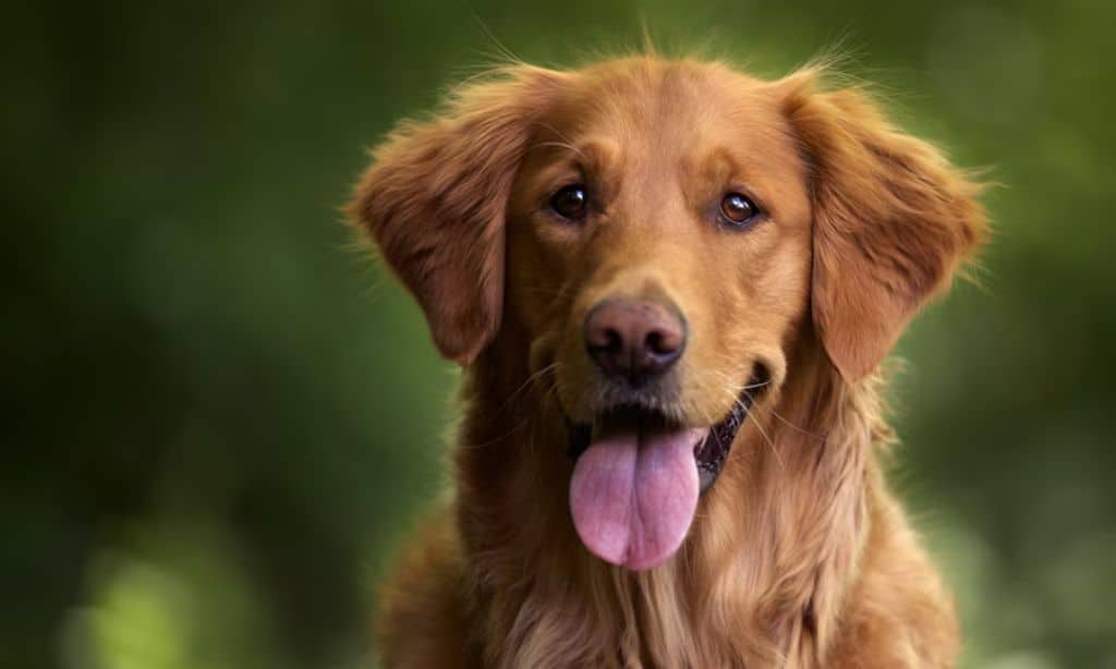 Golden Retriever