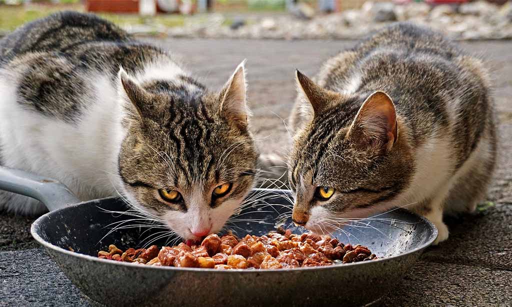Two cats eating from a pan together.