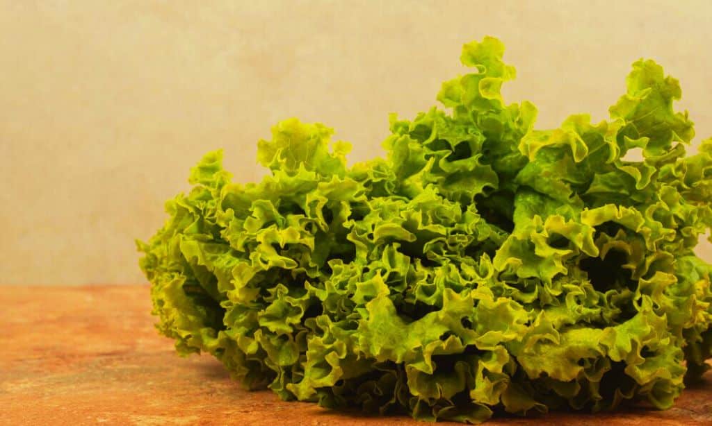 Kale