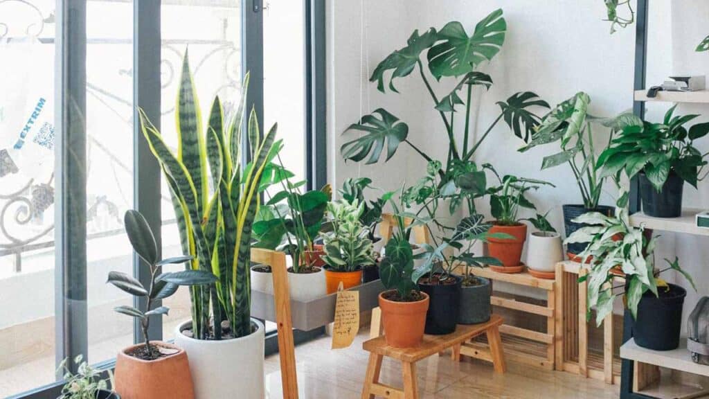 Indoor garden with various potted plants near large windows.