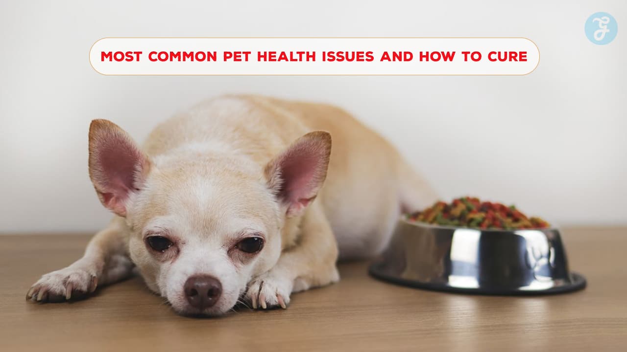 Most Common Pet Health Issues and How to Cure