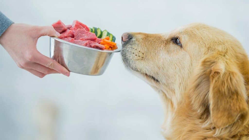Pet Feeding and Treating Tips