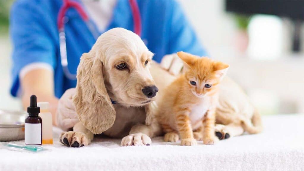 Pet First Aid Tips