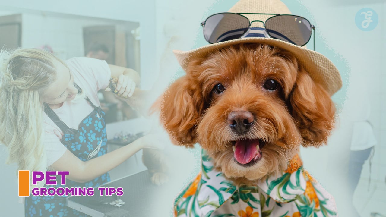 Pet Grooming Tips