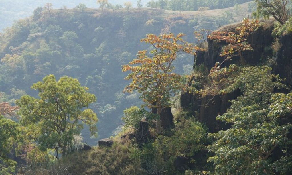 The Salgados' Forest Regeneration