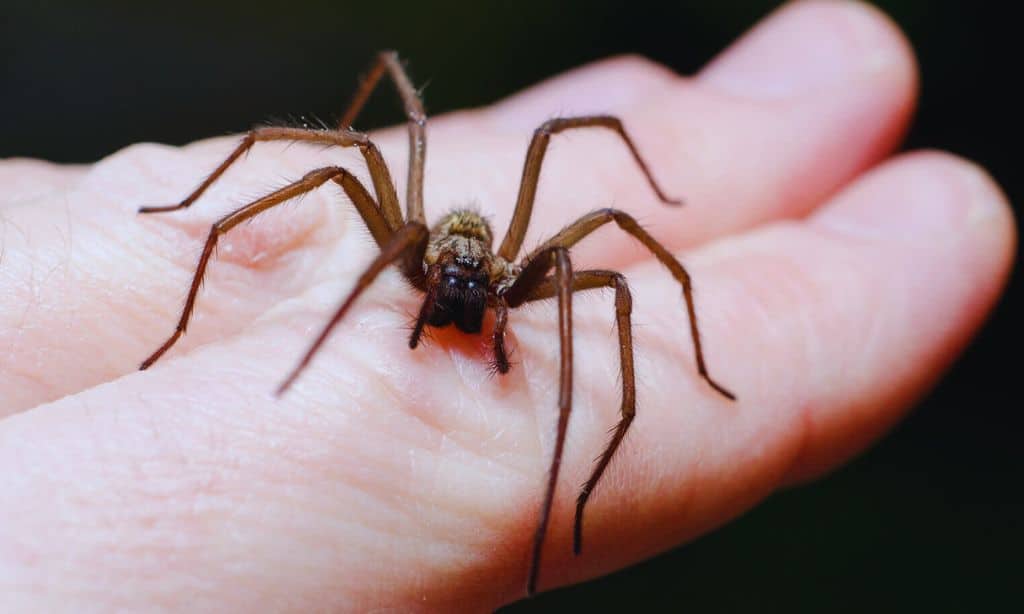 The Spider Bite