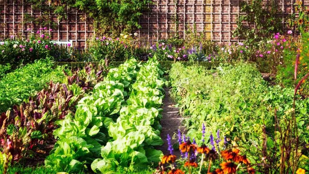 Vegetable garden with leafy greens and flowers.