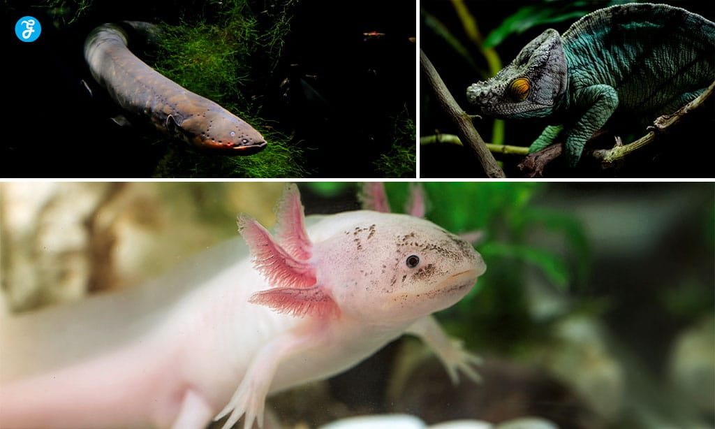 Amazing Animal Abilities That Feel Like Real-Life Superpowers