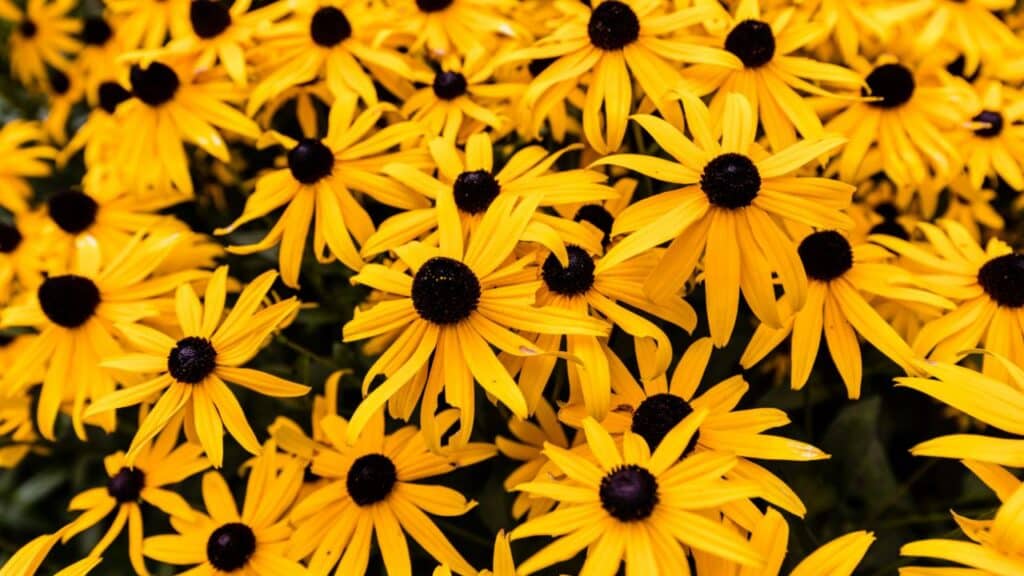 A vibrant cluster of yellow flowers, likely black-eyed Susans (Rudbeckia hirta)