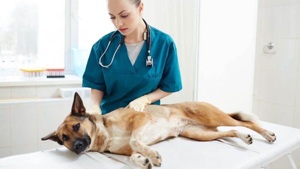 Veterinarian Examining a Calm German Shepherd in a Bright Clinic