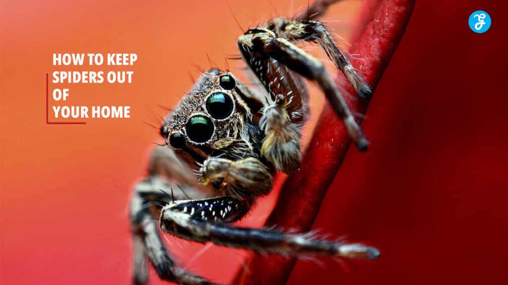 How To Keep Spiders Out Of Your Home