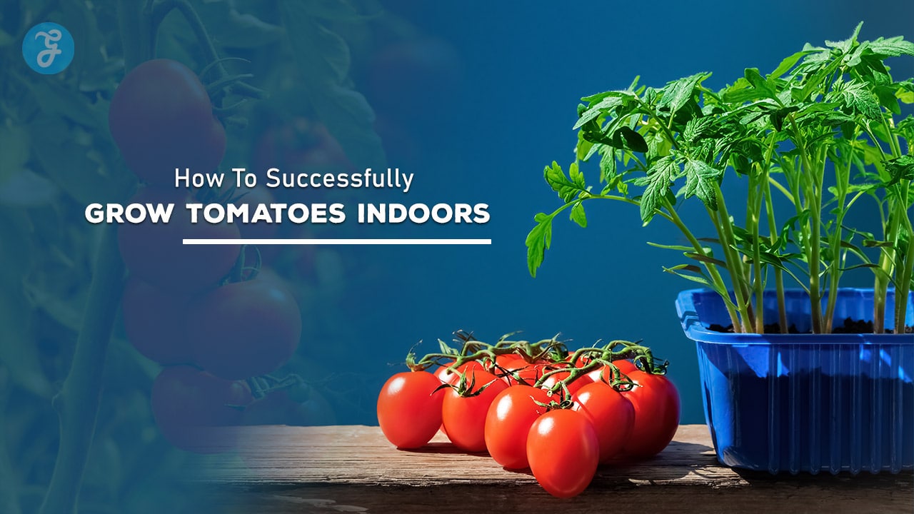 How To Successfully Grow Tomatoes Indoors