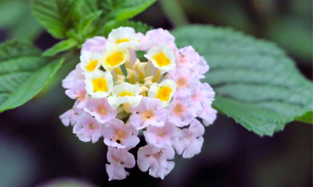 Lantana