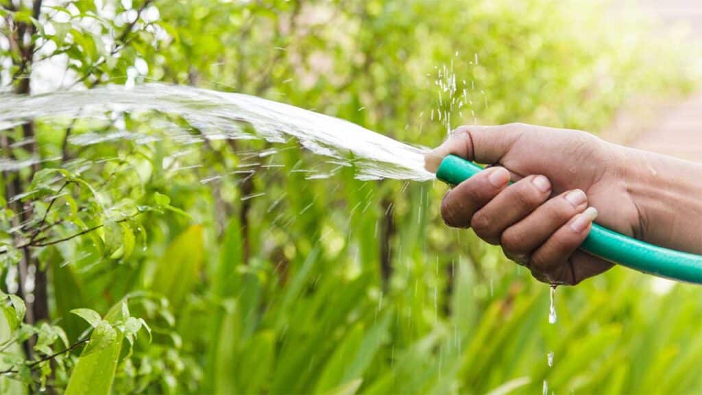 Spraying water onto some green plants