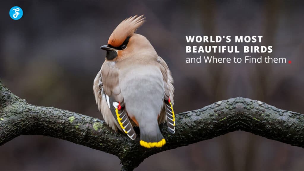 Most Beautiful Birds of the World