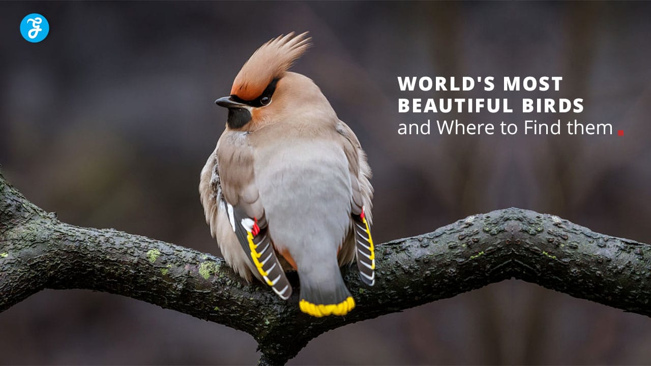 Most Beautiful Birds of the World