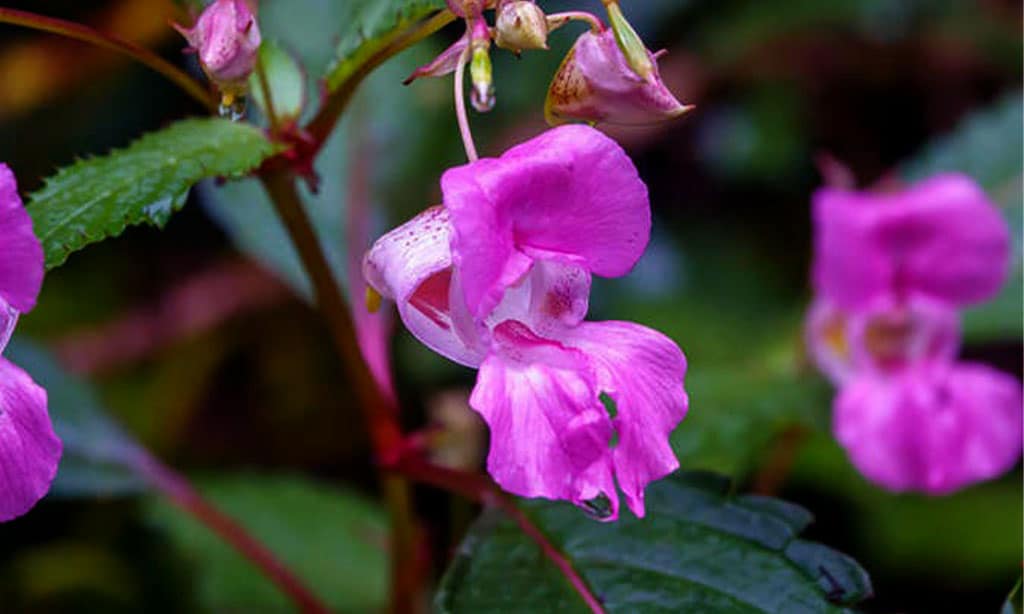 Oleander