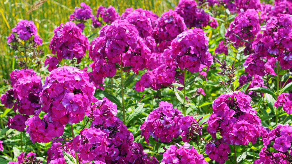 Bright Purple Phlox Flowers Blooming in a Garden