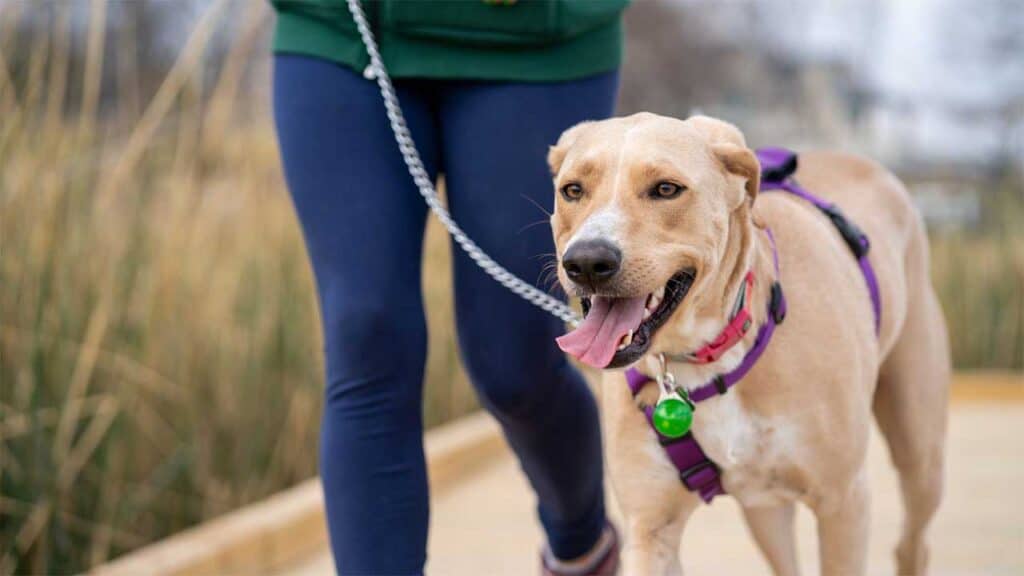 A person walking a happy dog on a leash
