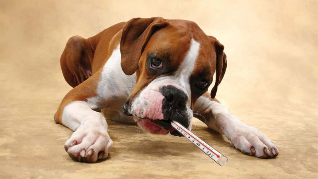 Sick Boxer Dog with Thermometer Lying on Beige Surface