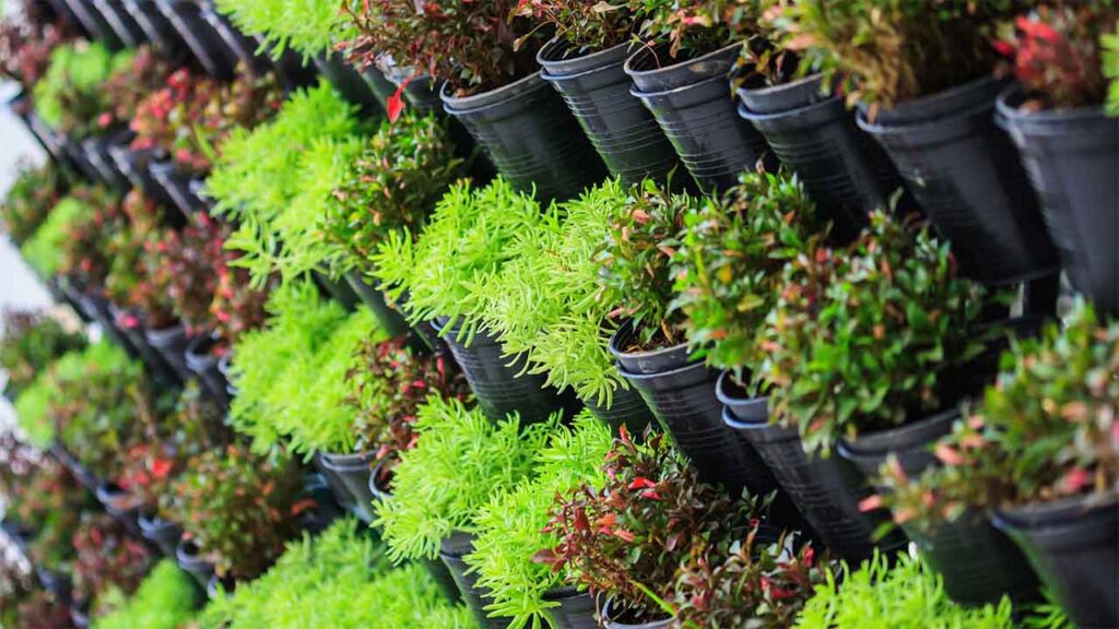 Vertical garden with rows of vibrant green plants
