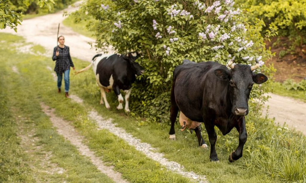 You must move cows uphill in the state of New York