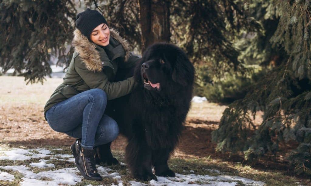 wrestle a bear in Alabama