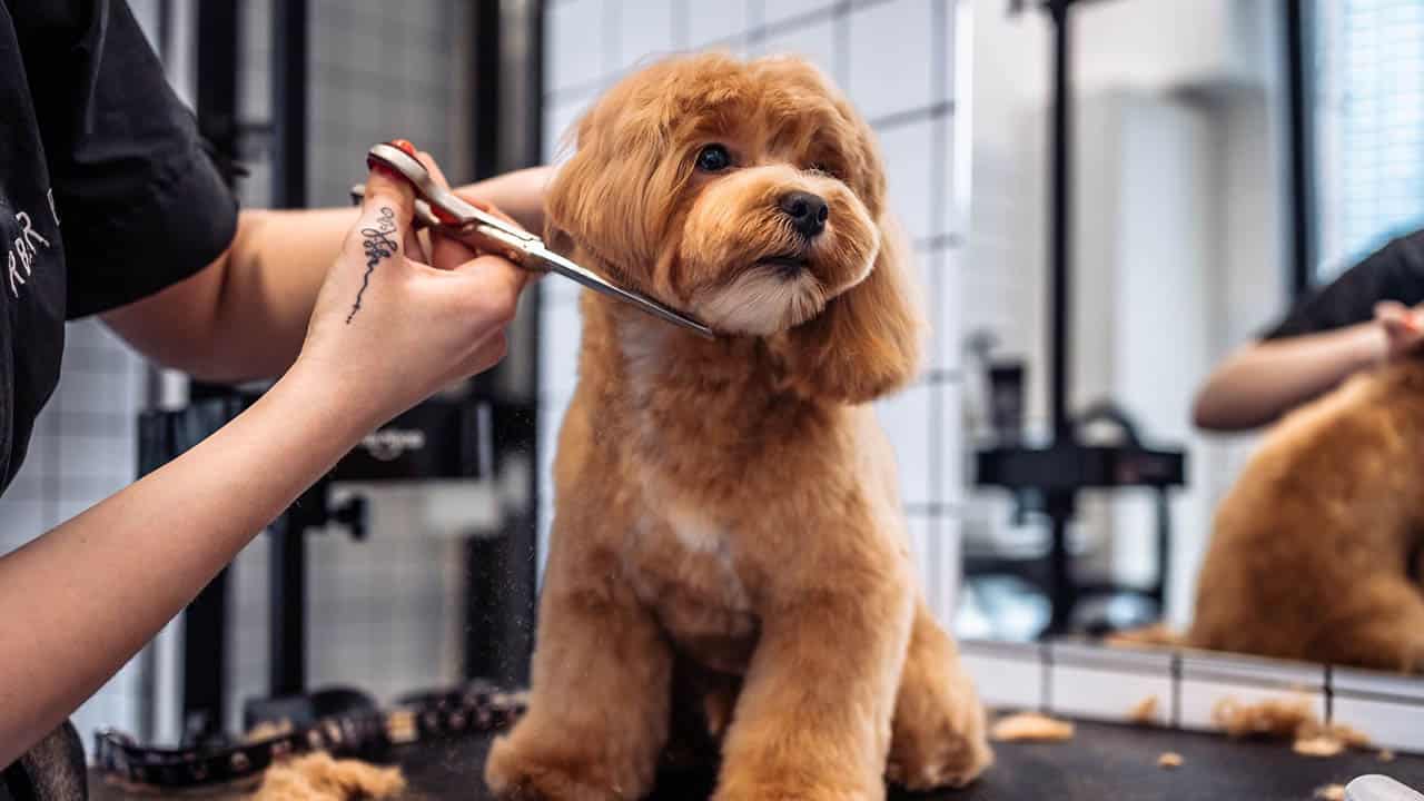 Check for Fleas, Ticks, and Parasites Regularly