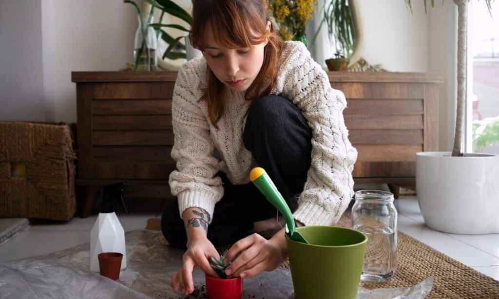 Indoor Plant Care