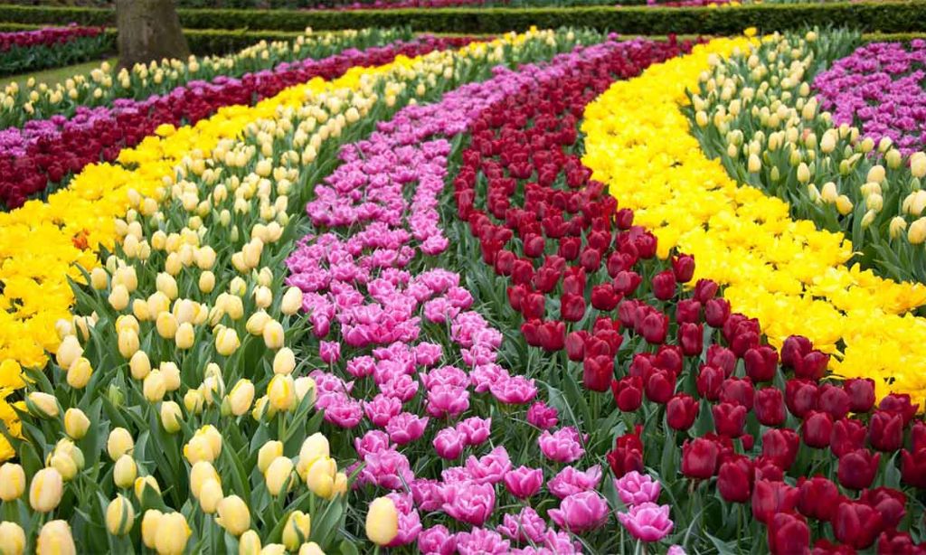 Keukenhof Gardens, Netherlands
