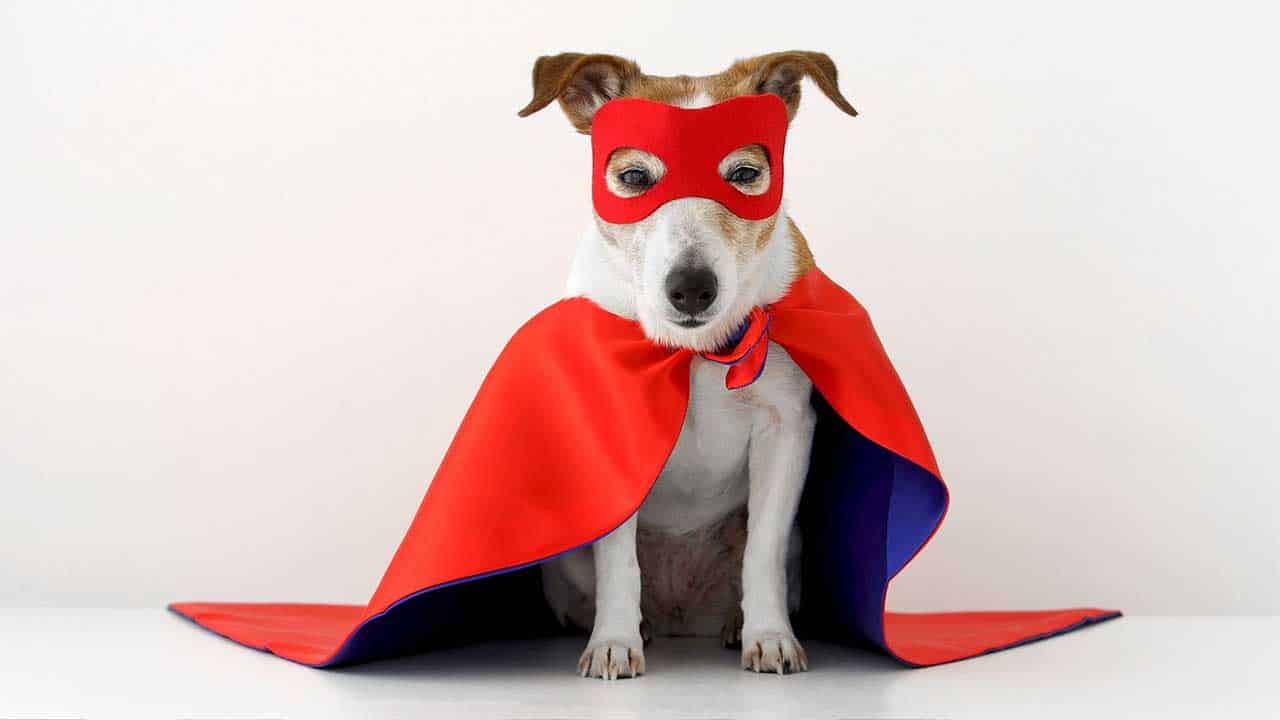  Superhero Pets