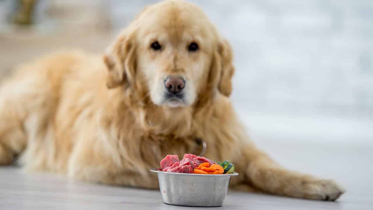 Common Pet Food Myths 
