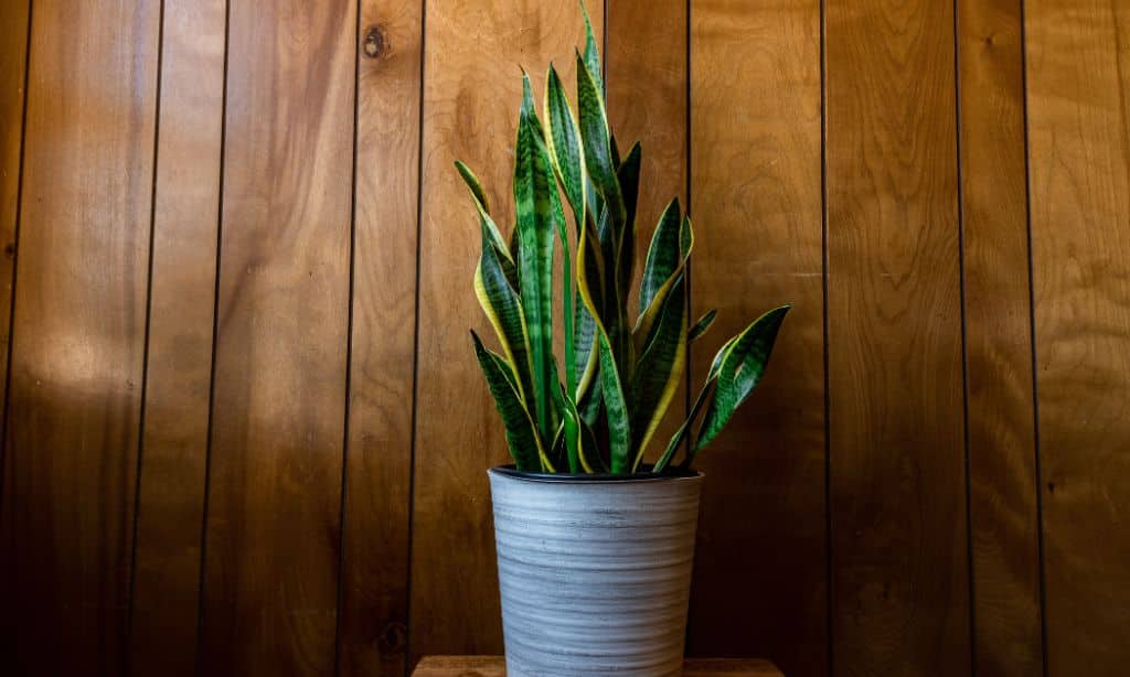Best Indoor Plants for Small Apartments
