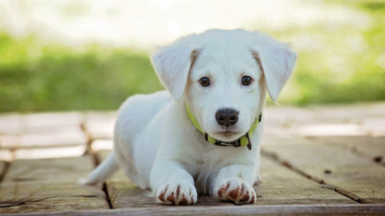balancing parenting and dog care tips