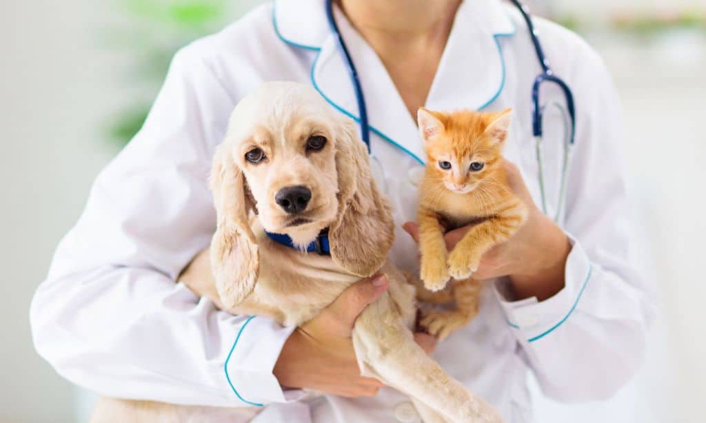 Top pet insurance companies in the USA